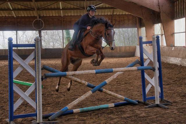 Poney français de selle 4 ans 