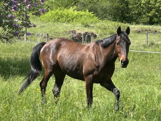 Kandarin hongre de 6 ans