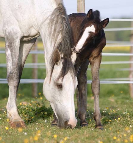Poulain origines cso de 2026