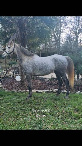 Demi sang arabe 6 ans 