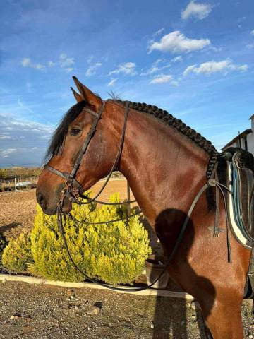 Blanko - un jeune cheval avec beaucoup de classe