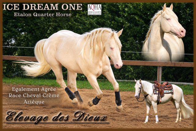 Ice dream one  : quarter horse de robe crème saillie 2027