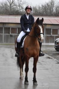 Hongre - Franches Montagnes-Dressage/ Polyvalent-France