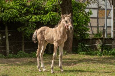Pouliche PFS Isabelle Dun mai 2025