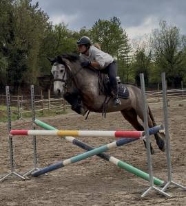 Poney connemara 5 ans 