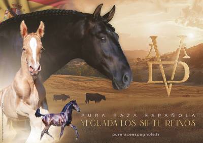 Los Siete Reinos &eacute;levage de chevaux Pure Race Espagnole