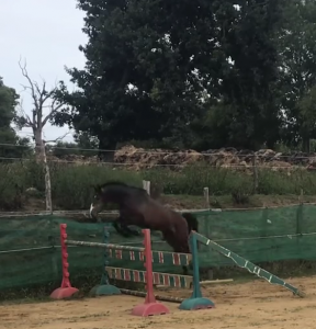 poney,4 ans