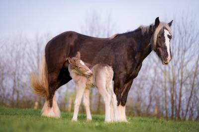 Pouliche noire silver PP, X Arabo-Frison