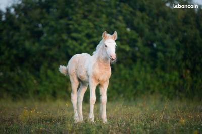 Pouliche irish cob pie palomino oeil bleu de 1an.