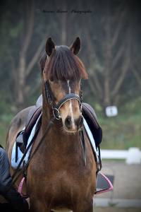 Plusieurs poneys &agrave; vendre 