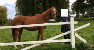 Location de prés pour chevaux & poney