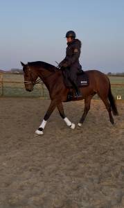 Cheval de sport pour CCE AMAT 1 / Elite