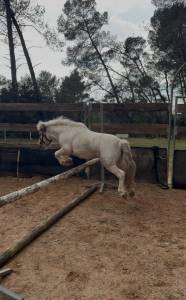 Saillie Shetland ONC entier – Très bon potentiel CSO