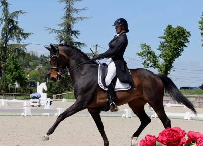 Hongre - KWPN - 14 ans - Dressage PSG - France