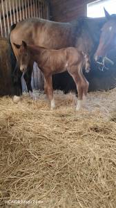 Poulain sf origine sport haut niveau