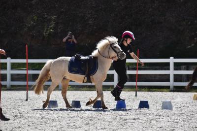 A Vendre PONEY welsch B palomino 11 ans