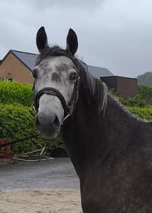 cheval de dressage 153cm au garot
