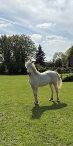 Pouliche welsh cob D creme 