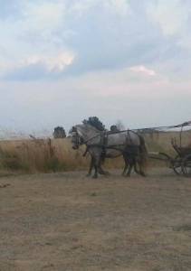 Marathon 4 roues poney