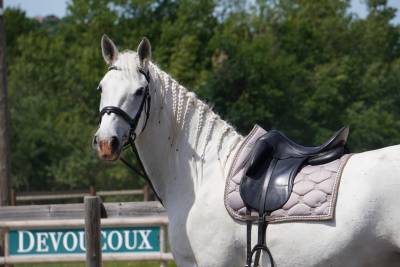 Hongre - Lipizzan - 8 ans - Dressage / Amateur - France
