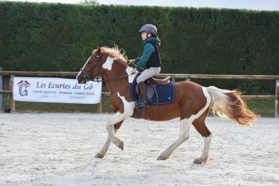 Poney pour pr&eacute; retraite 
