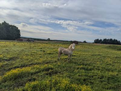 poney Welsh