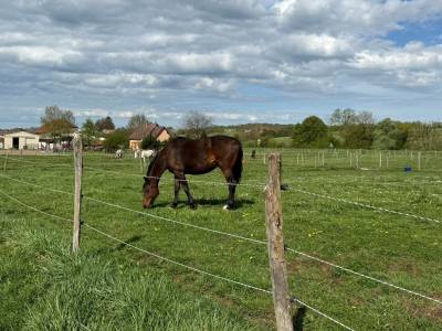 Pension chevaux 