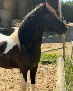 Saillie Poney Pottok ONCP &ndash; 1m30