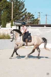 Hongre - KWPN - 7 ans - Dressage / Amateur - France