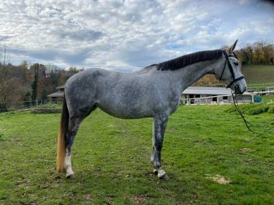 Jument - Hanovrienne - 5 ans - dressage - France