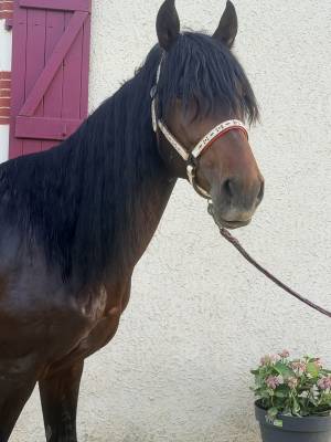 Cheval &agrave; vendre 