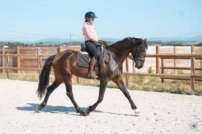 Jument - KWPN - 6 ans - Dressage - France