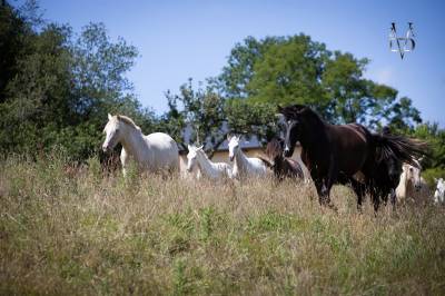 Pension pour chevaux en Normandie, pension pro