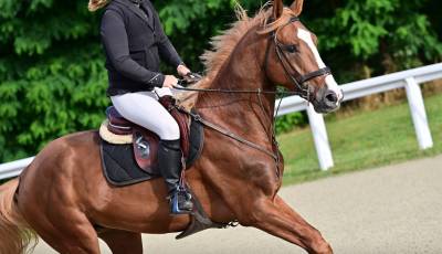 6ans selle fran&ccedil;ais CSO