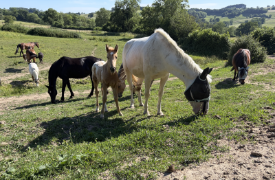 ? Places de pension disponibles &ndash; Luzy (58)