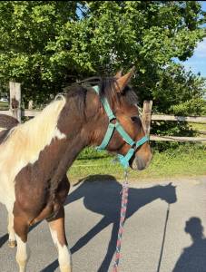 Poney Welsh de 2 ans pie