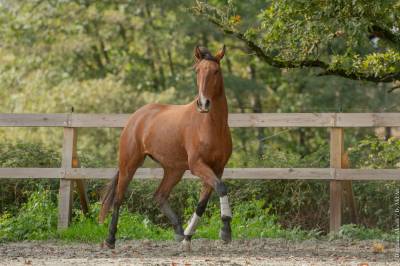 Hongre - Lusitanien - 7 ans - Dressage - France