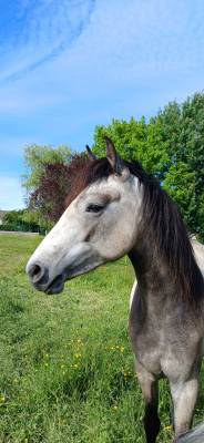 Olwen du Montm&eacute;lian - Ponette Connemara de 2 ans 