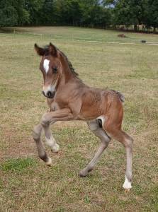 Peanuts de Puisaye -m&acirc;le Welsh Cob 1 an