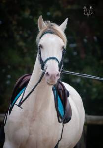 Jument Pure Race Espagnole isabelle perle