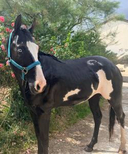 Lewis Wonder Olena – Étalon Paint Horse plein papiers