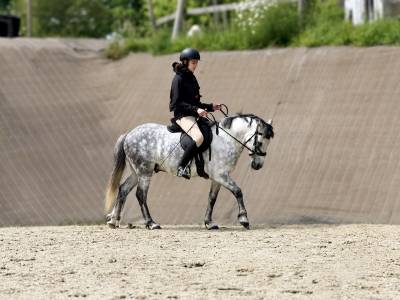 Poney fran&ccedil;ais de selle PP