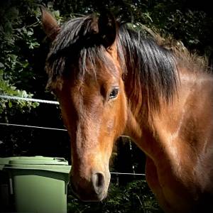 Superbe poulain Connemara Part-Bred
