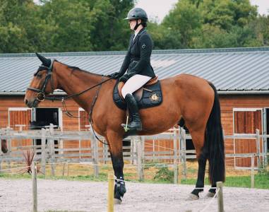 Hongre de 6 ans pour loisir/cso