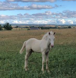 Poulain Futur Grand Poney / Petit Cheval