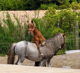 Cheval miniature 