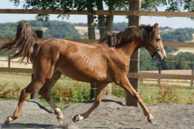 Jolie pouliche PFS, origines sport.
