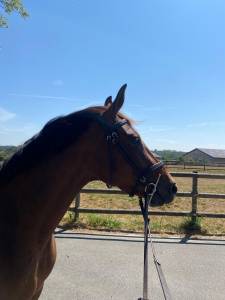 JUMENT SELLE FRANCAIS 3 ANS DEBOURREE