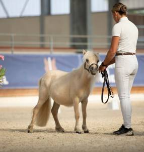 Pouliche PP shetland 