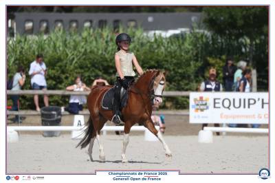 PONEY WELSH 